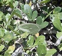 Image of Nepheronia buquetii (Boisduval 1836)