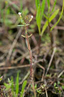 Image de Gratiola pedunculata R. Br.