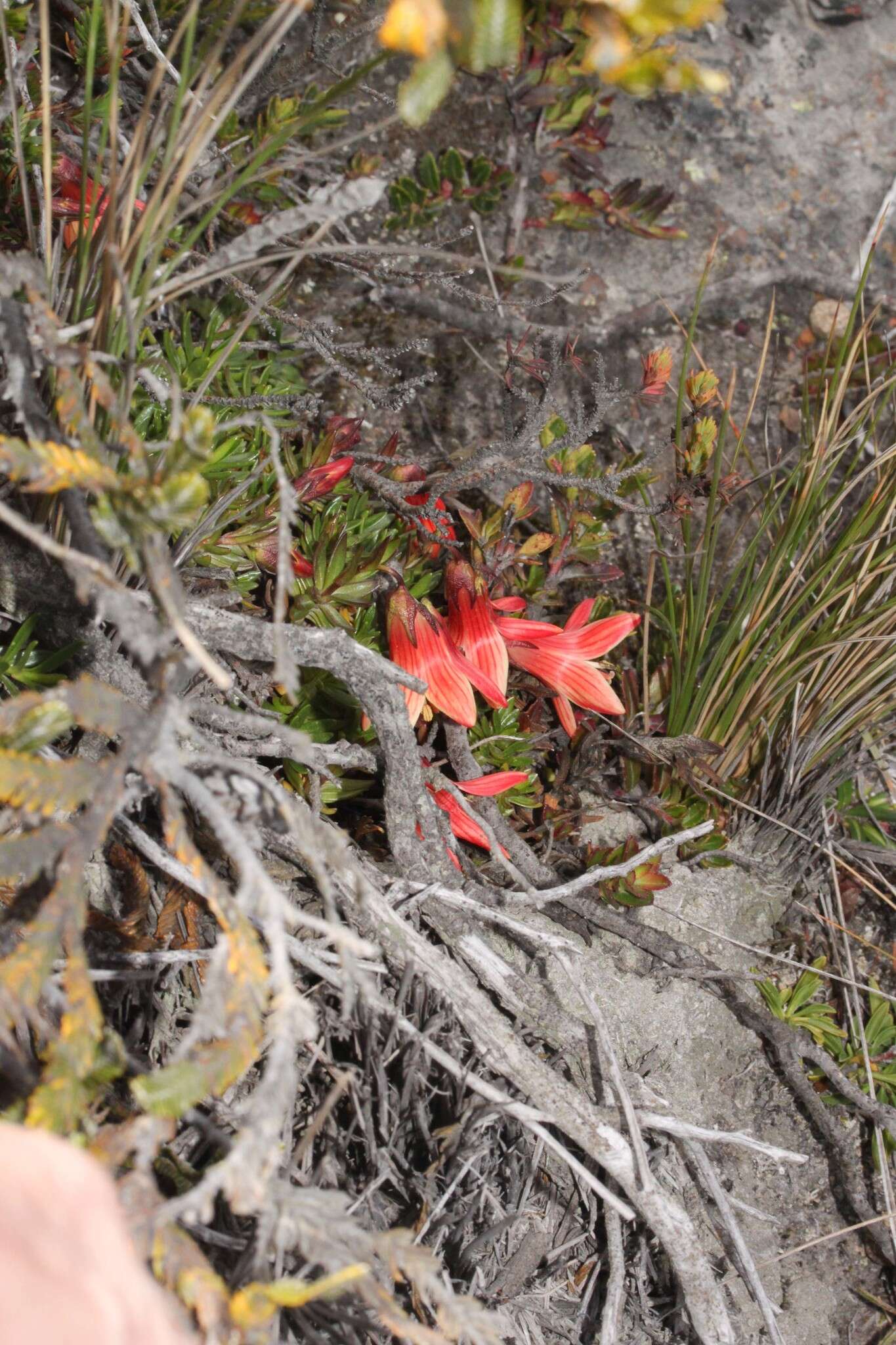 Image of Gentianella cernua (Kunth) Fabris