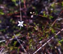 Image of Florida diamondflowers