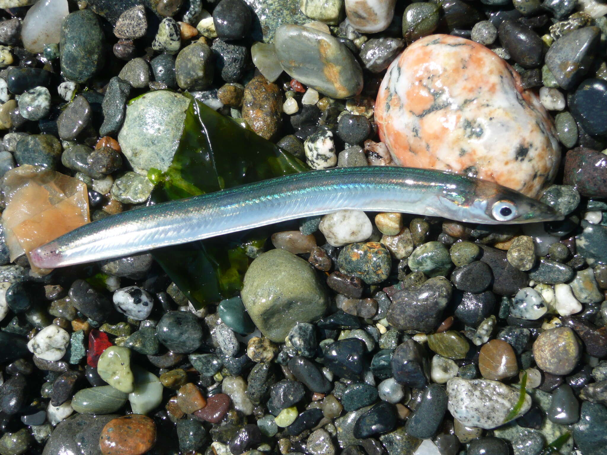 Image of Japanese sand lance