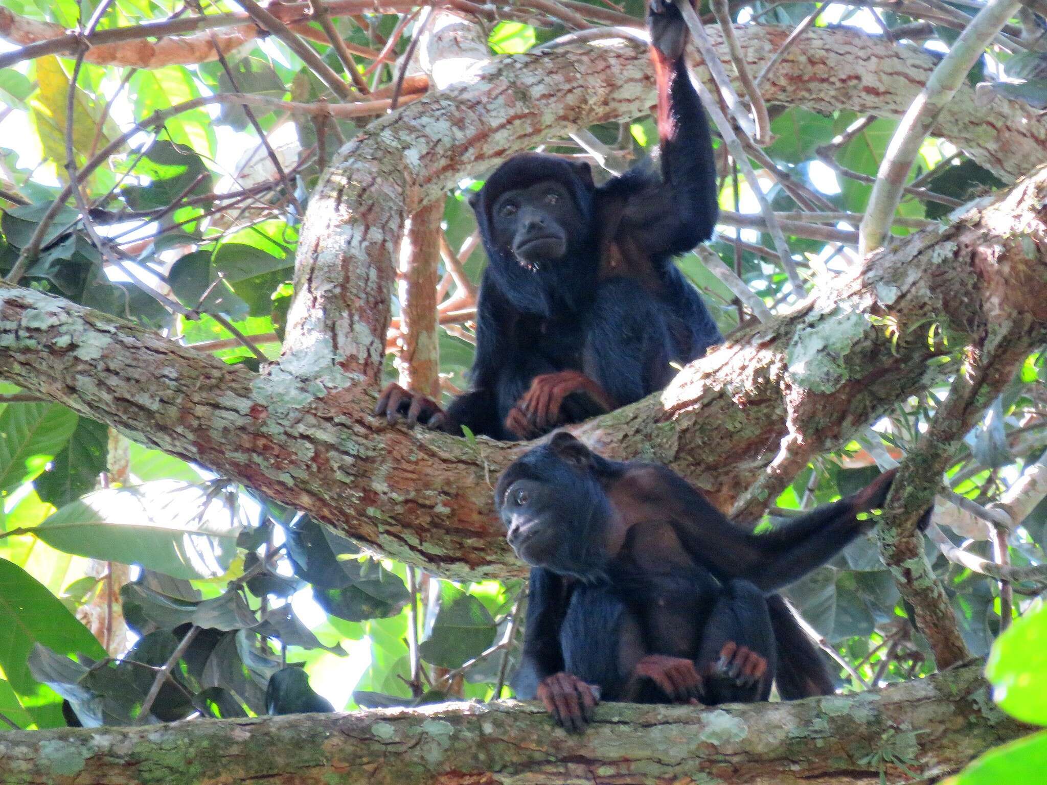 Image of Red-handed Howling Monkey