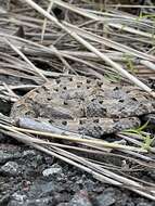 Image of Lansberg's hog nose viper