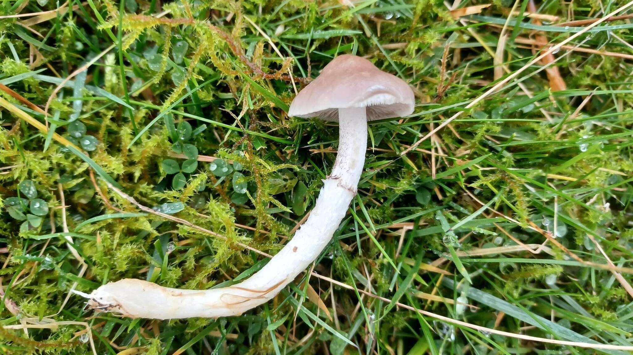 Image of Stropharia inuncta (Fr.) Quél. 1872