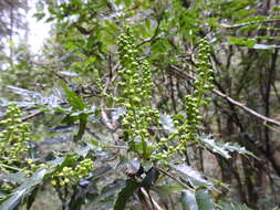 Image of Berberis moranensis Schult. & Schult. fil.