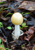 Image of Amanita sinicoflava Tulloss 1988