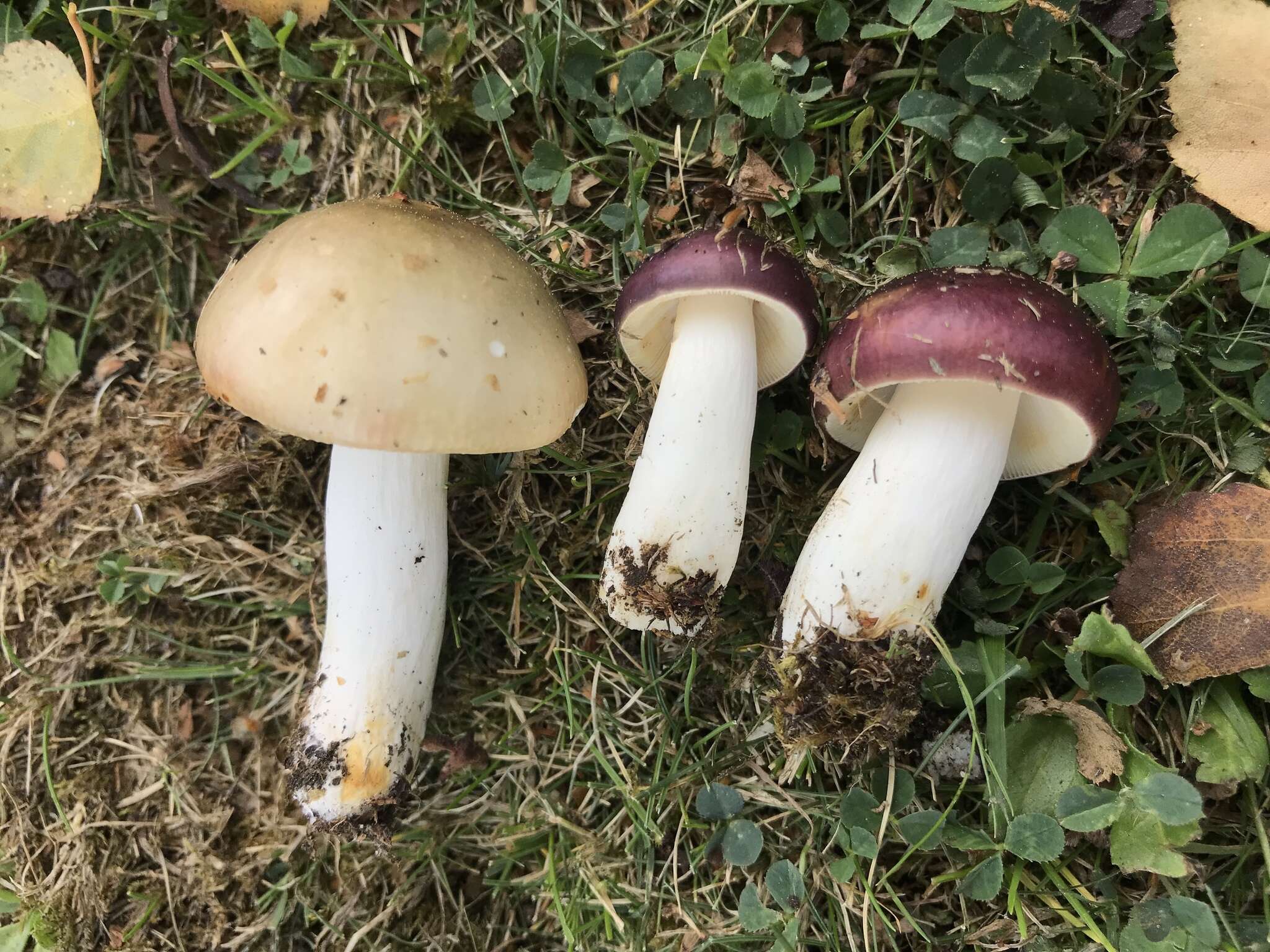 Imagem de Russula versicolor Jul. Schäff. 1931