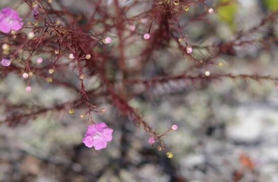 Image of Seminole False Foxglove