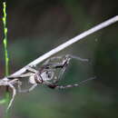 Image of Neosparassus calligaster (Thorell 1870)