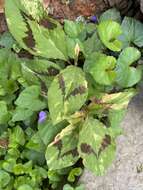 Sivun Persicaria filiformis (Thunb.) Nakai kuva