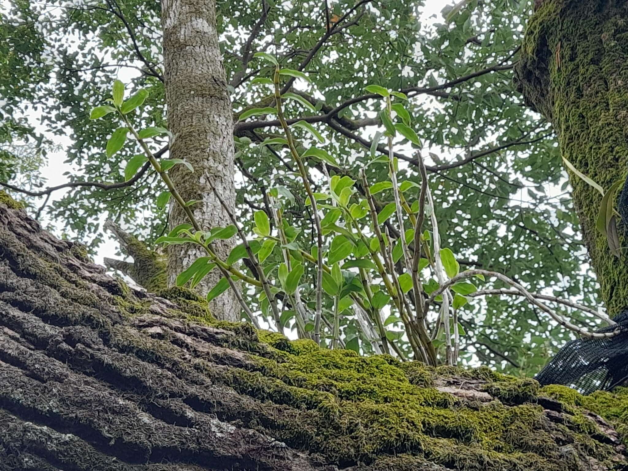 Imagem de Dendrobium catenatum Lindl.