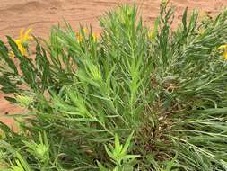 Image of badlands mule-ears