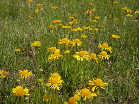 Image of Fringed Sneezeweed