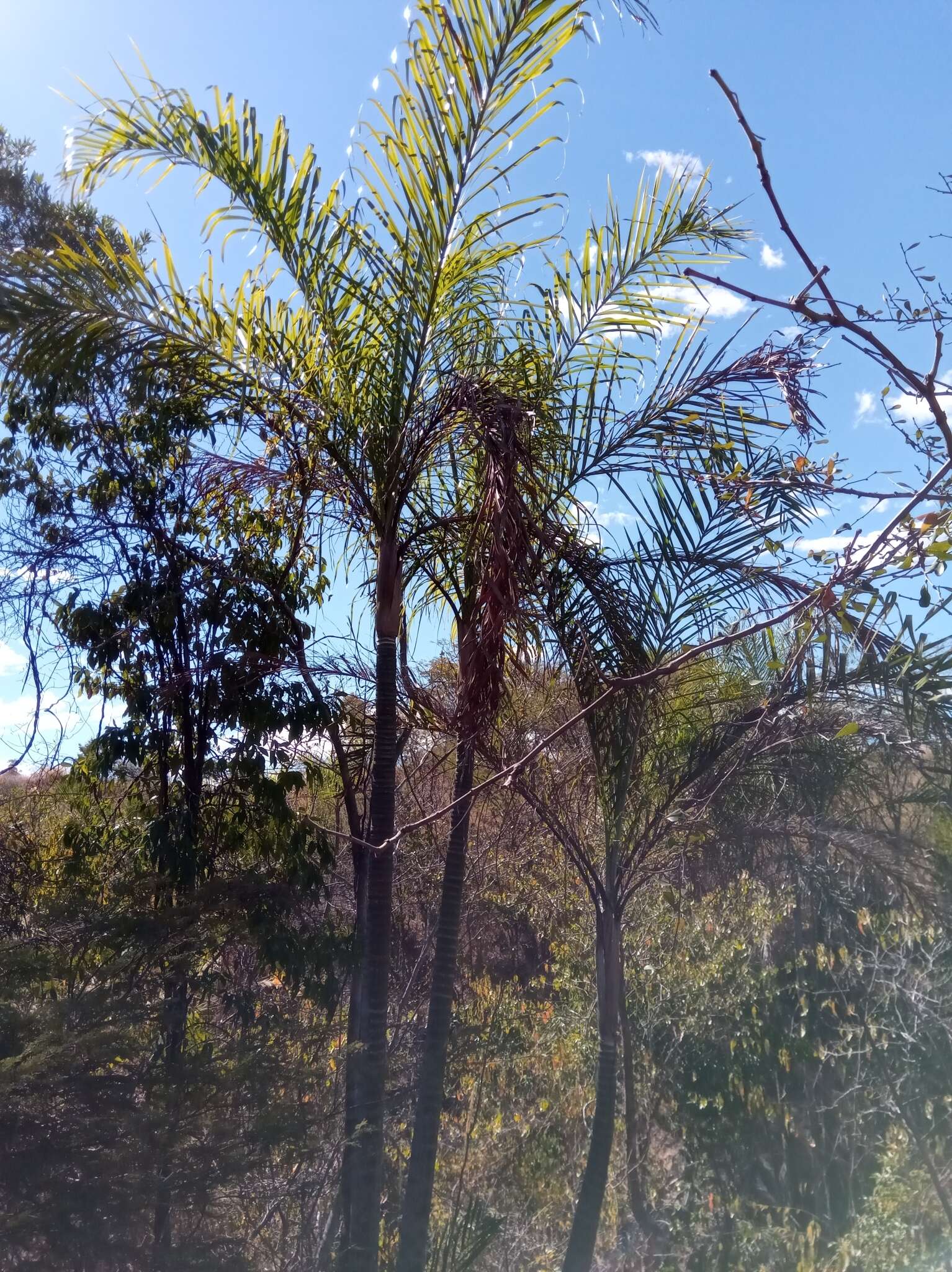 Image of Dypsis madagascariensis (Becc.) Beentje & J. Dransf.