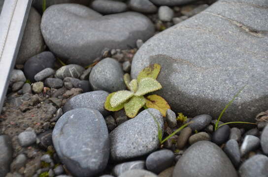 Image of Great Mullein