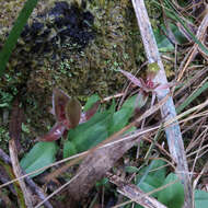 Image of Three-horned bird orchid