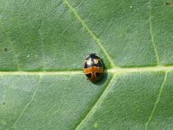 Image of Coccinella hieroglyphica kirbyi Crotch 1874