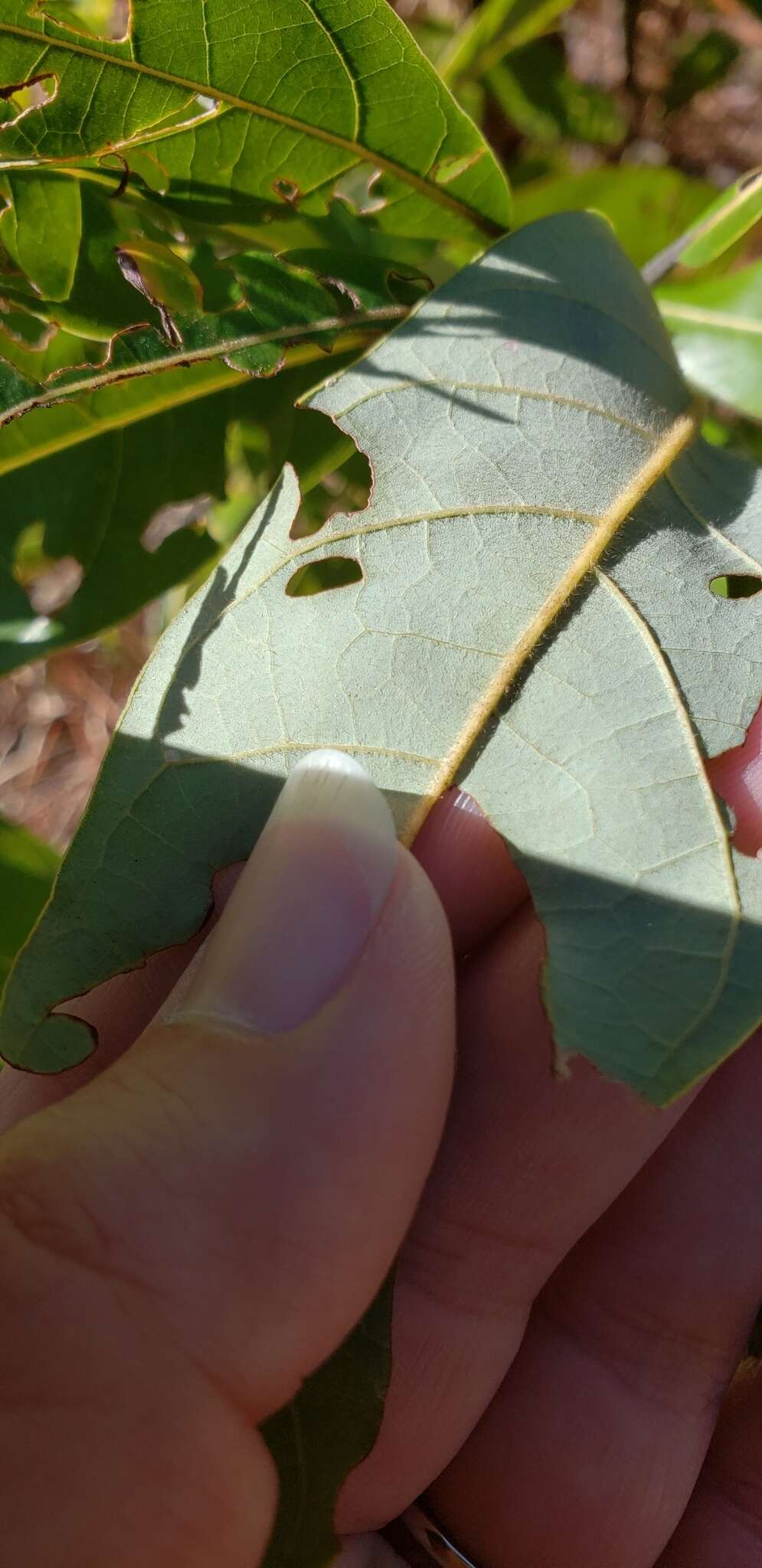 Imagem de Persea palustris Sarg.