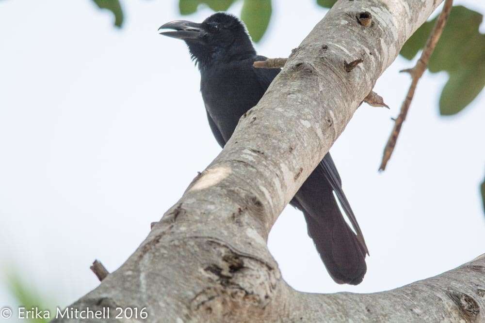 Image of Large-billed Crow