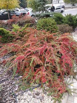 صورة Cotoneaster hjelmqvistii K. E. Flinck & B. Hylmö