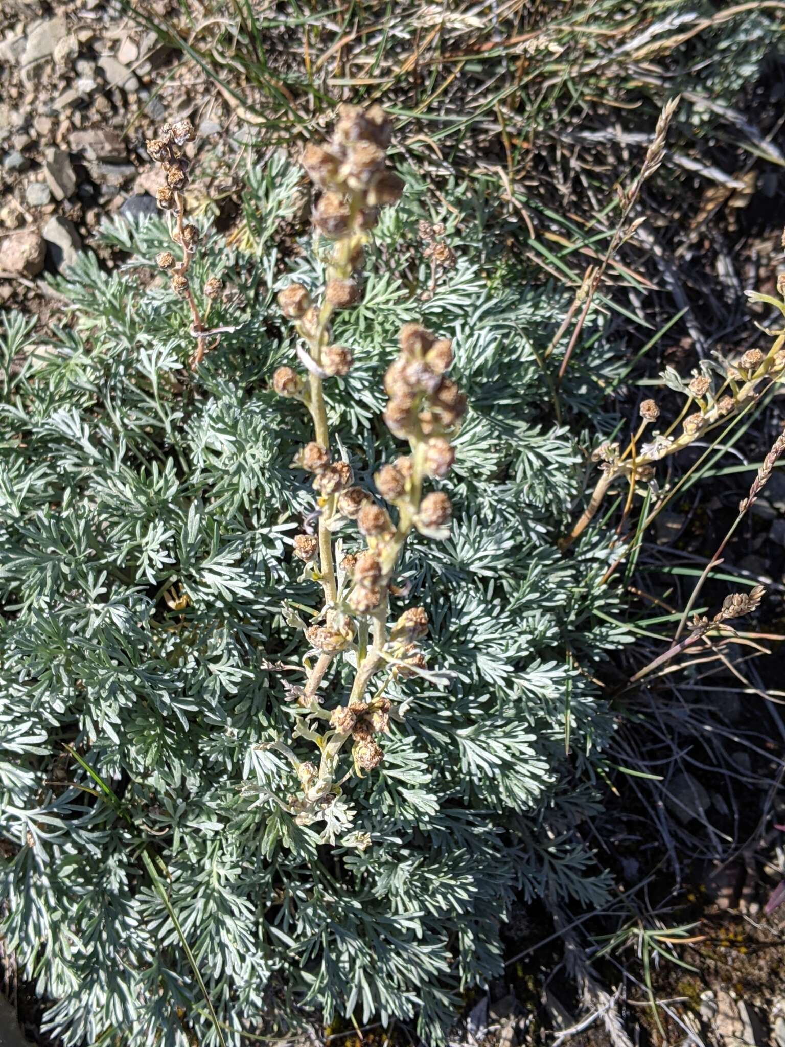 Image of forked wormwood