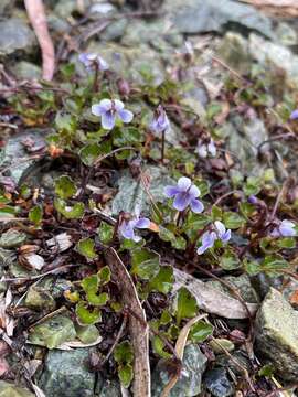 Image of Viola serpentinicola