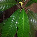 Image of Conchocarpus nicaraguensis (Standl. & L. O. Williams) J. A. Kallunki & J. R. Pirani