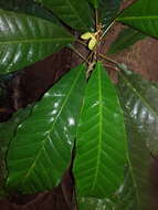 Imagem de Conchocarpus nicaraguensis (Standl. & L. O. Williams) J. A. Kallunki & J. R. Pirani