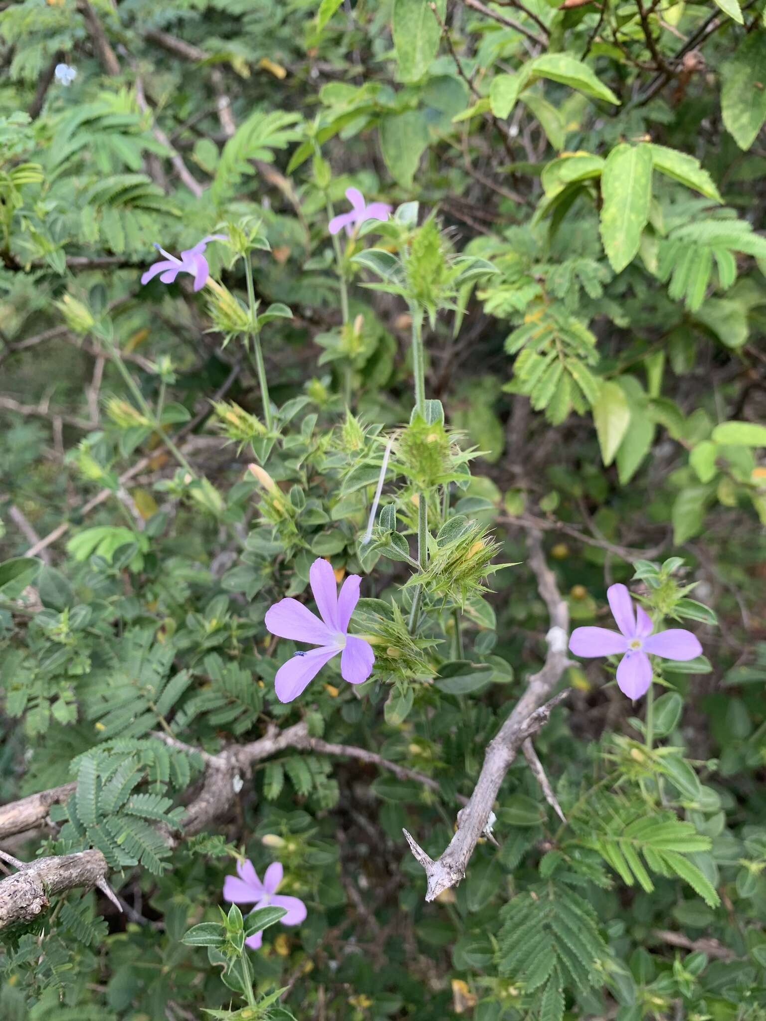 صورة Barleria saxatilis Oberm.