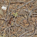 Image de Leptochilus fortunatus Blüthgen 1958