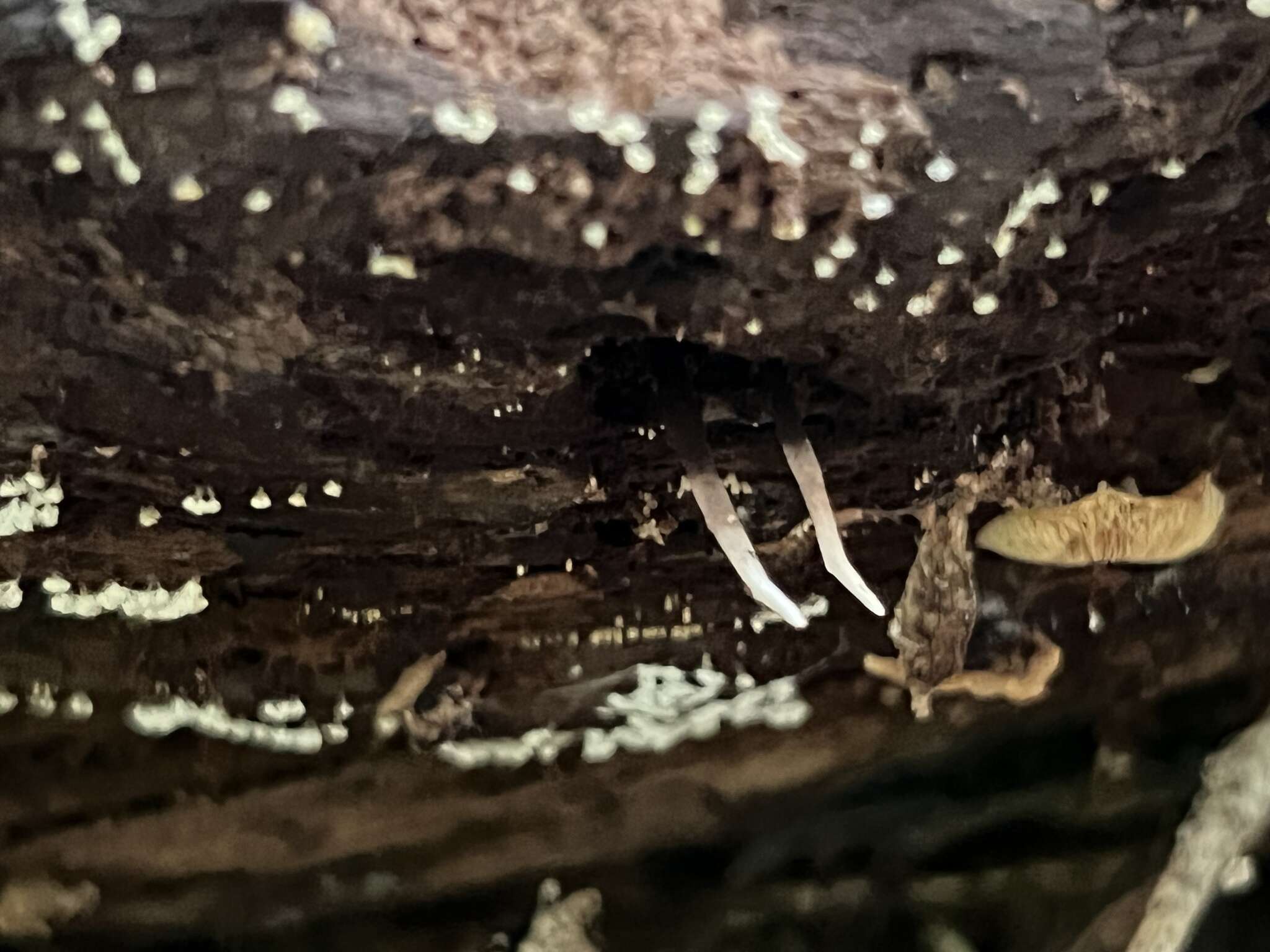 Image of Ophiocordyceps smithii (Mains) G. H. Sung, J. M. Sung, Hywel-Jones & Spatafora 2007