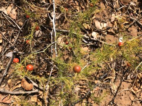 Image de Asparagus exuvialis Burch.