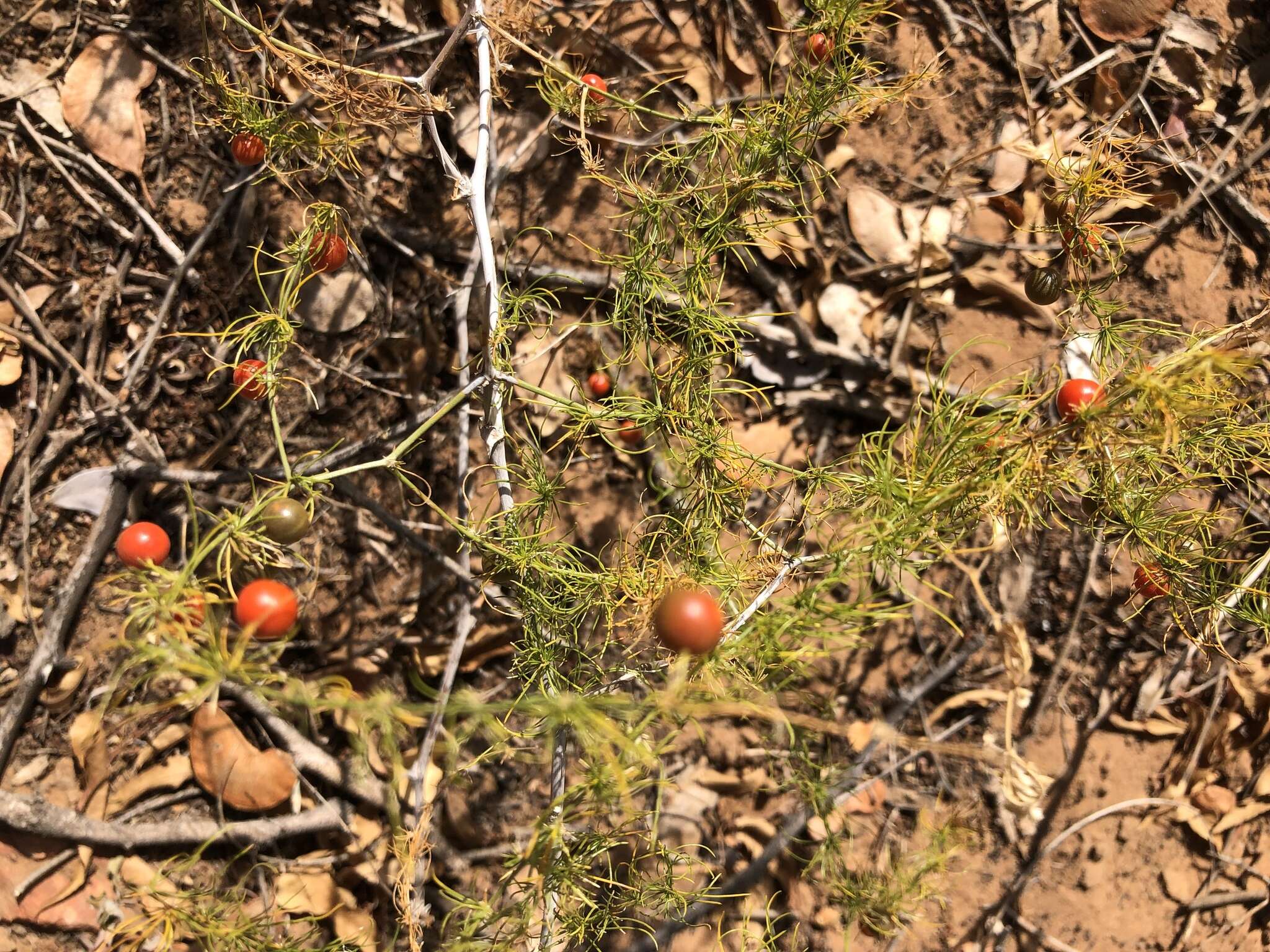 Sivun Asparagus exuvialis Burch. kuva