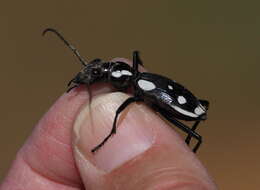 Image of Anthia (Termophilum) sexmaculata (Fabricius 1787)