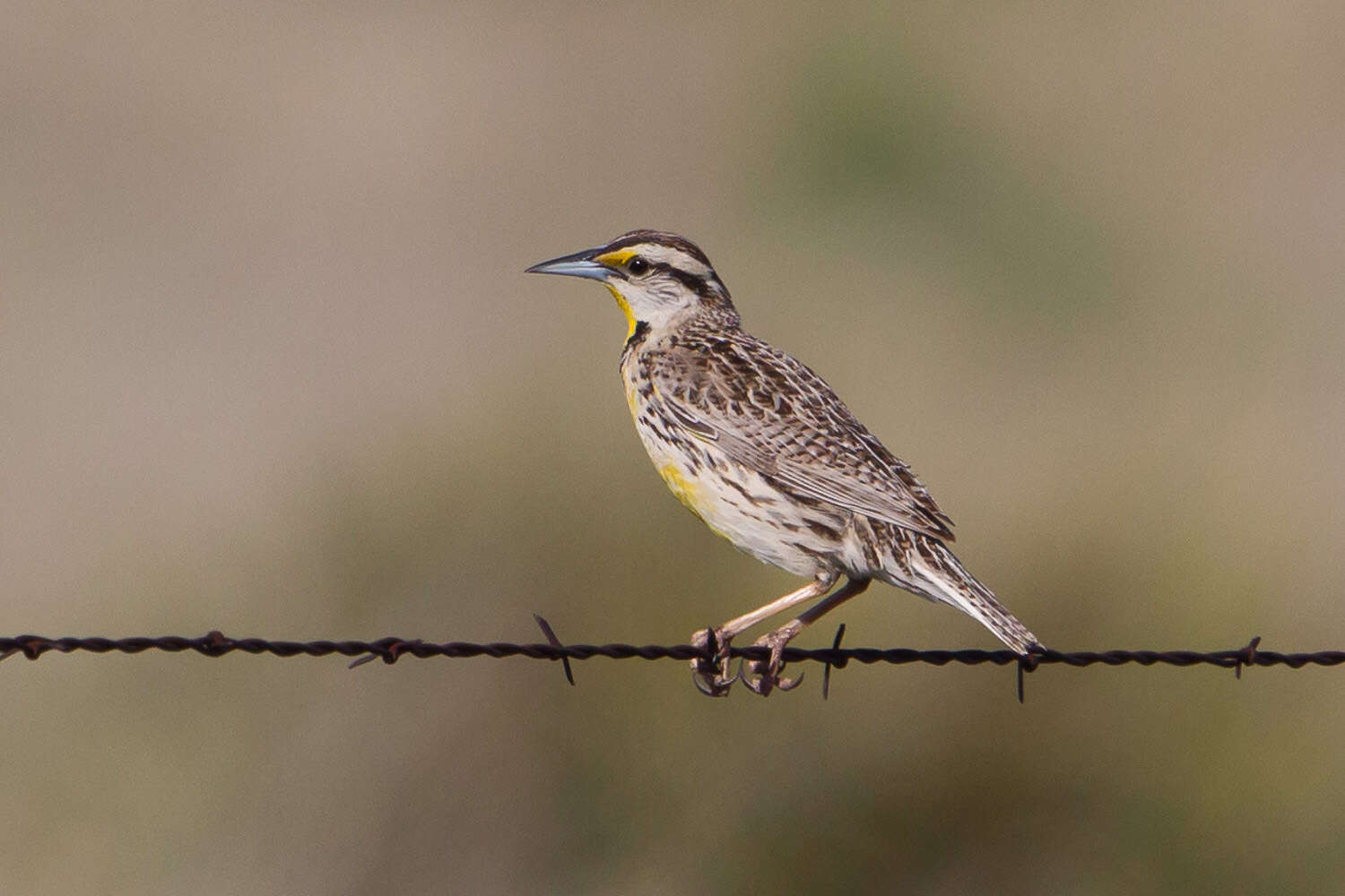 Слика од Sturnella magna (Linnaeus 1758)