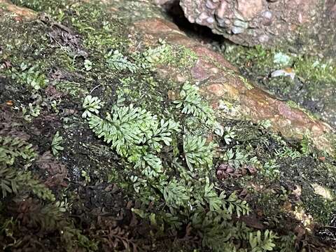 Image of Hymenophyllum peltatum (Poir.) Desv.