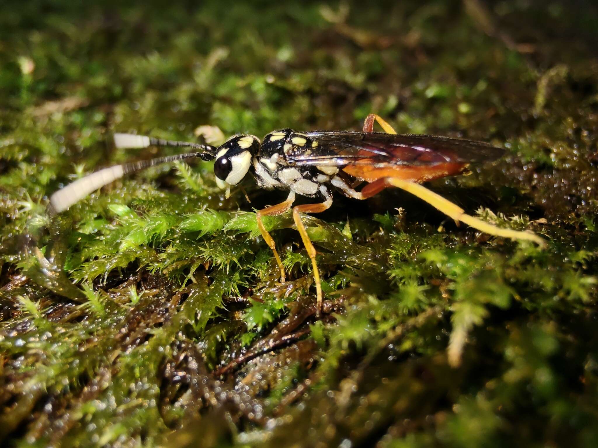 Image of Orthogonalys pulchella (Cresson 1867)