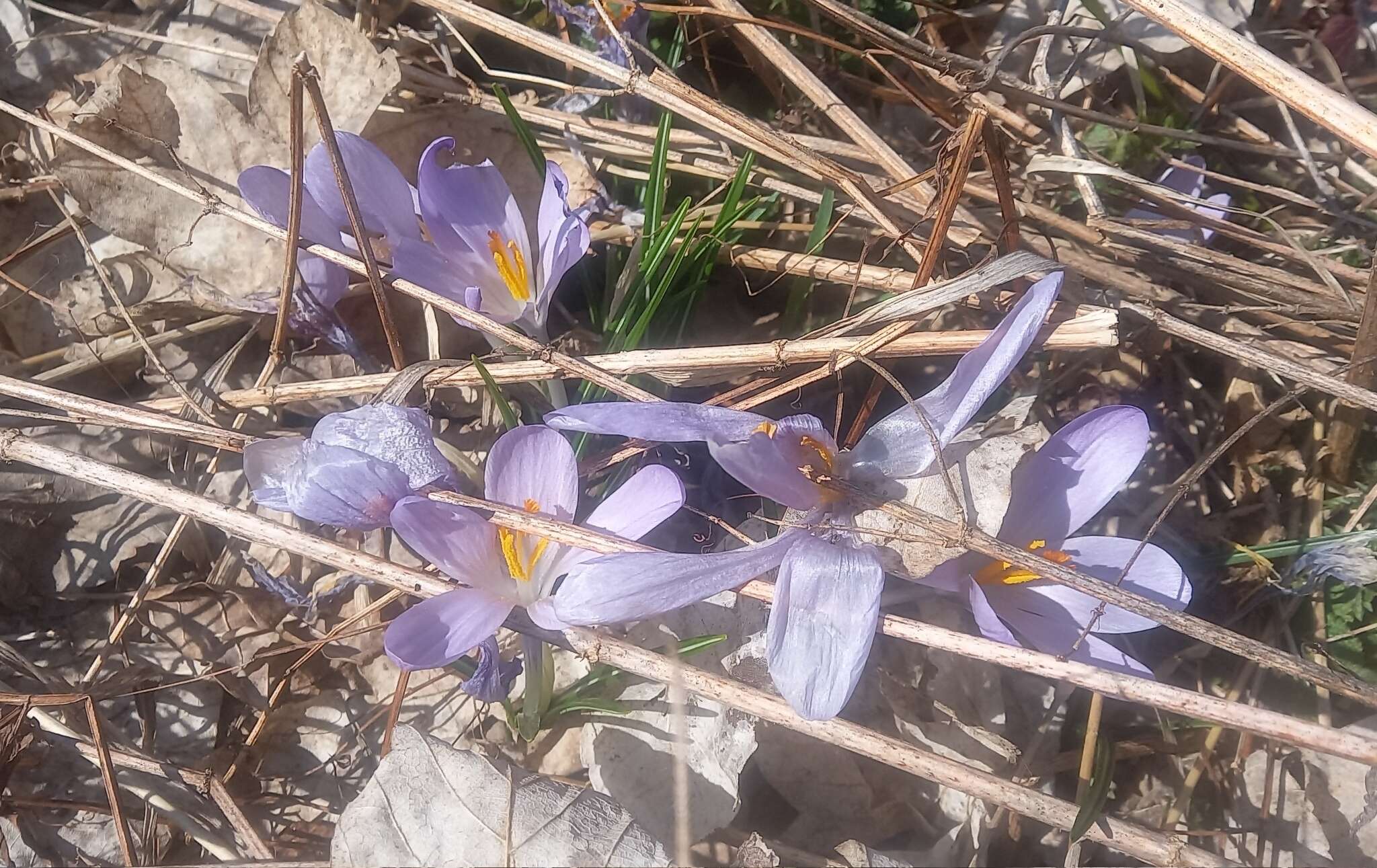 Crocus neglectus Peruzzi & Carta resmi