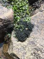 Image of Waterside rockshag lichen