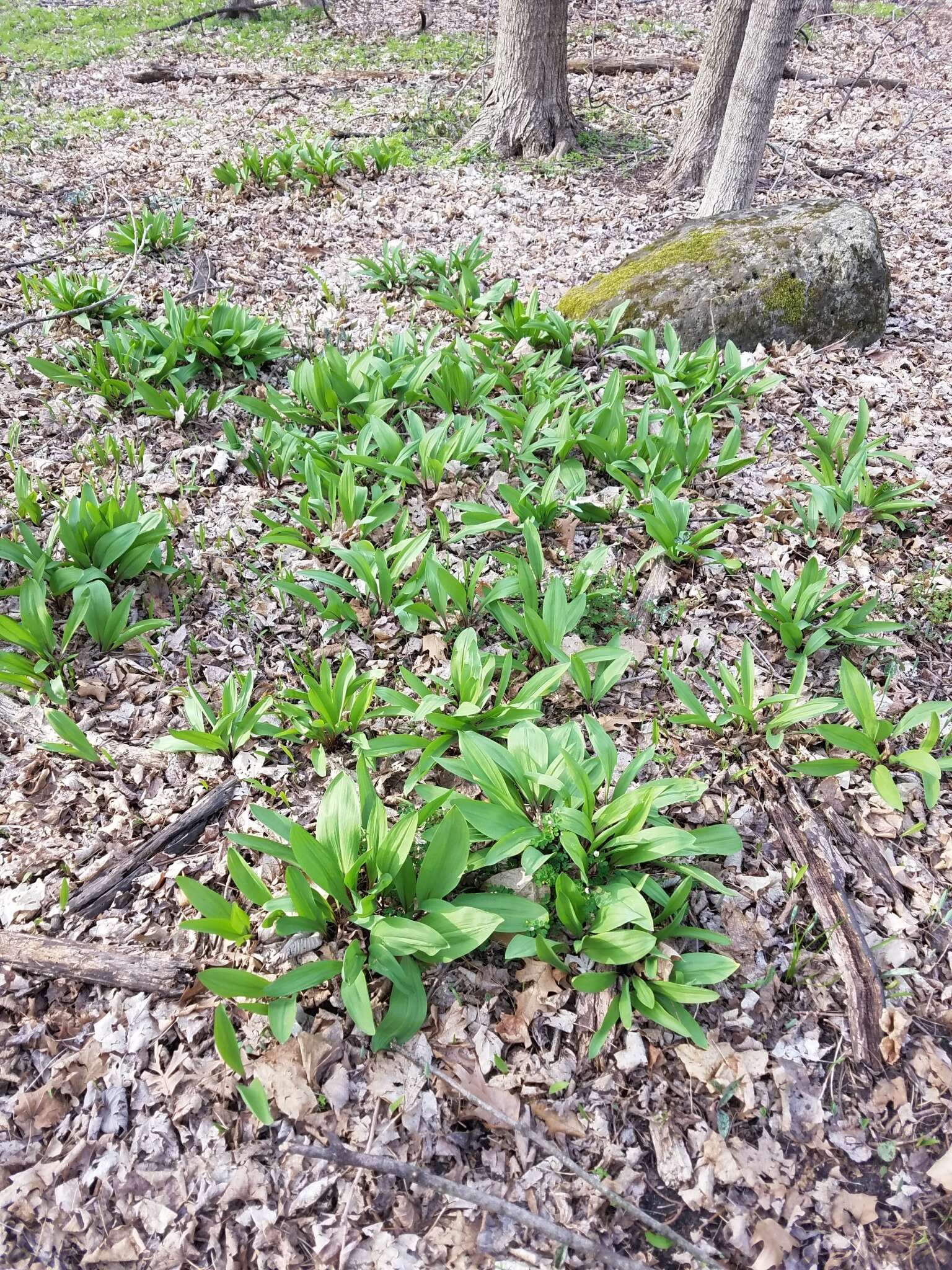 Sivun Allium tricoccum var. tricoccum kuva