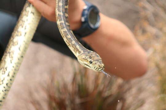 Image of Morelia spilota imbricata (L. A. Smith 1981)