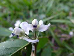 Image of Acanthocladus dichromus (Steud.) J. F. B. Pastore