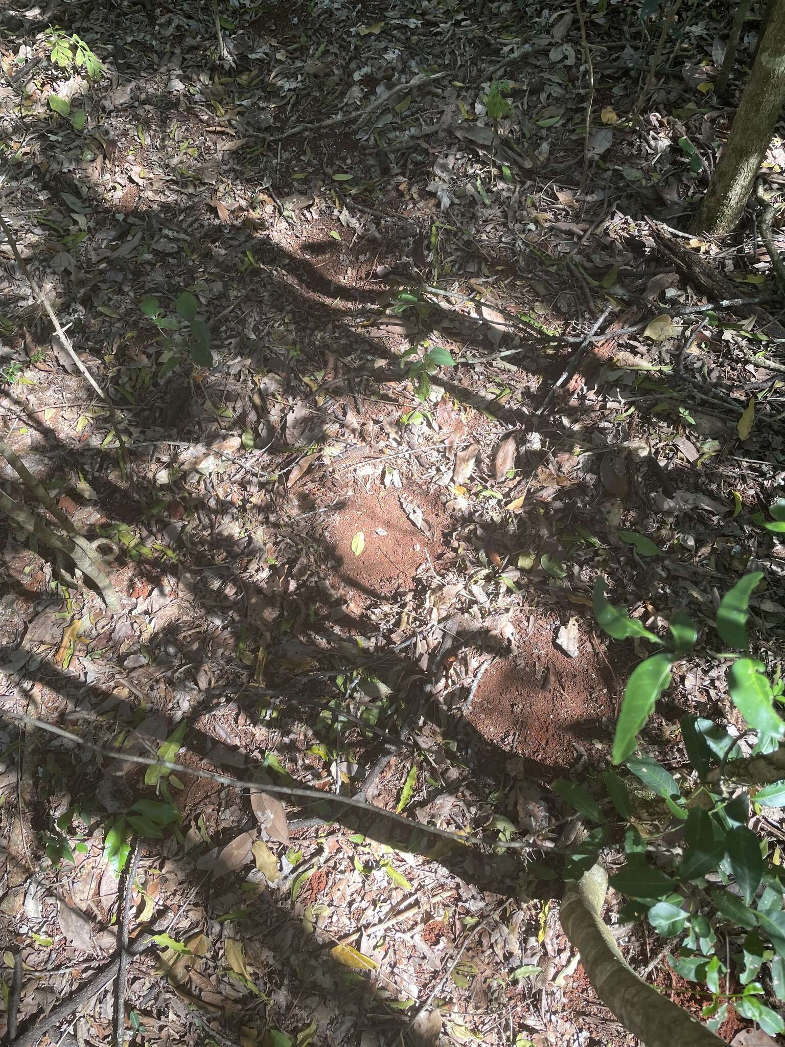 Image of Black-breasted Button-quail