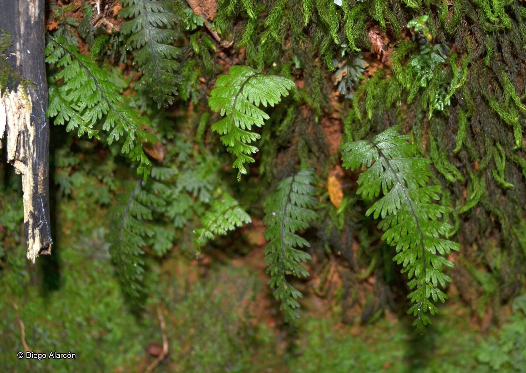 Image of Hymenophyllum pectinatum Cav.