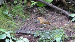 Image of Ochre-breasted Antpitta