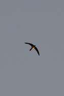 Image of Alpine swift