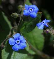 Plancia ëd Brunnera orientalis (Schenk) I. M. Johnst.