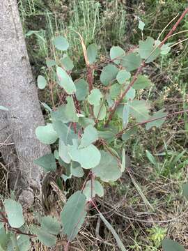 Imagem de Eucalyptus rudis Endl.