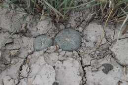 Image of Lophophora alberto-vojtechii