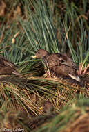 Image of Yellow-billed Pintail